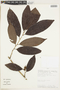 Chrysophyllum argenteum subsp. auratum (Miq.) T. D. Penn., PERU, F