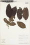 Chrysophyllum argenteum subsp. auratum (Miq.) T. D. Penn., PERU, F