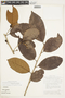 Chrysophyllum argenteum subsp. auratum (Miq.) T. D. Penn., GUYANA, F