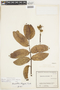 Brunellia propinqua subsp. susaconensis Cuatrec., COLOMBIA, F