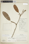 Manilkara bidentata subsp. bidentata, PERU, F