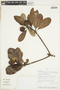 Manilkara bidentata subsp. surinamensis (Miq.) T. D. Penn., PERU, F