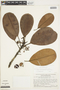 Manilkara bidentata subsp. surinamensis (Miq.) T. D. Penn., BRITISH GUIANA [Guyana], F