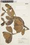 Manilkara bidentata subsp. surinamensis (Miq.) T. D. Penn., BRAZIL, F