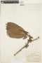 Manilkara bidentata subsp. surinamensis (Miq.) T. D. Penn., BRAZIL, F