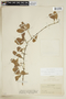 Sideroxylon obtusifolium (Roem. & Schult.) T. D. Penn. subsp. obtusifolium, ECUADOR, F
