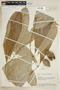 Pradosia caracasana (Pittier) T. D. Penn., VENEZUELA, F
