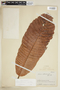 Pradosia cuatrecasasii (Aubrév.) T. D. Penn., COLOMBIA, F