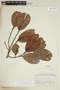 Pradosia schomburgkiana (A. DC.) Cronquist, BRAZIL, F