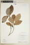 Pradosia surinamensis (Eyma) T. D. Penn., BRAZIL, F
