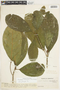 Chrysophyllum venezuelanense (Pierre) T. D. Penn., VENEZUELA, F