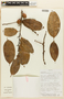Pouteria bilocularis (H. J. P. Winkl.) Baehni, BOLIVIA, F