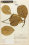 Pouteria buenaventurensis (Aubrév.) Pilz, COLOMBIA, F