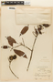 Pouteria coriacea (Pierre) Pierre, GUYANA, F