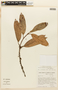 Pouteria cuspidata subsp. cuspidata, BRAZIL, F