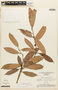 Pouteria cuspidata subsp. cuspidata, BRAZIL, F