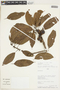 Pouteria filipes Eyma, PERU, F