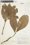 Pouteria glomerata subsp. glomerata, BRAZIL, F
