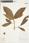 Pouteria glomerata subsp. glomerata, BRAZIL, F