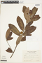 Pouteria glomerata subsp. glomerata, ARGENTINA, F