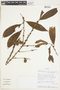 Pouteria glomerata subsp. glomerata, VENEZUELA, F