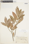 Pouteria glomerata subsp. glomerata, PARAGUAY, F