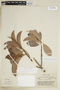 Pouteria macrophylla (Lam.) Eyma, BRAZIL, F