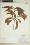 Pouteria reticulata subsp. reticulata, BRAZIL, F