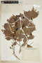 Pouteria reticulata subsp. reticulata, BRAZIL, F