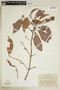 Pouteria reticulata subsp. reticulata, PERU, F