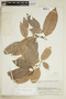 Pouteria reticulata (Engl.) Eyma, BRAZIL, F