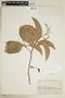 Pouteria reticulata (Engl.) Eyma, BRAZIL, F
