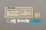 124921 Fountainea glycerium labels IN