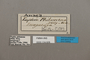 124928 Memphis philumena labels IN