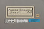 124937 Memphis arginussa onophis labels IN