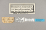 125154 Archaeoprepona meander labels IN