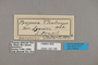 125156 Archaeoprepona chalciope labels IN