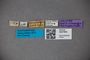 3047660 Stenus bonariensis HT labels IN