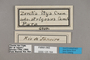 125164 Zaretis isidora labels IN
