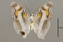 125193 Doxocopa linda mileta v IN