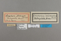 125199 Doxocopa zalmunna PT labels IN