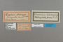 125200 Doxocopa zalmunna PT labels IN