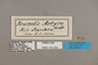 125204 Brassolis astyra labels IN