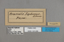 125206 Brassolis sophorae labels IN