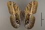 125208 Caligo arisbe v IN