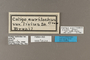 125214 Caligo eurilochus livius labels IN