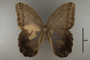 125215 Caligo eurilochus livius d IN