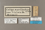 125215 Caligo eurilochus livius labels IN