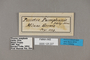 125227 Penetes pamphanis labels IN