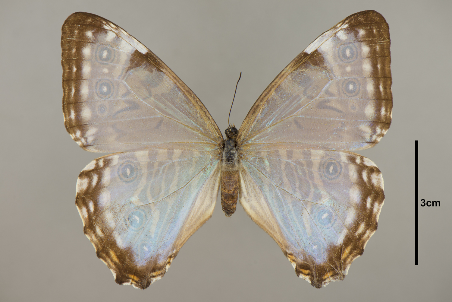 Media | Zoological Collections